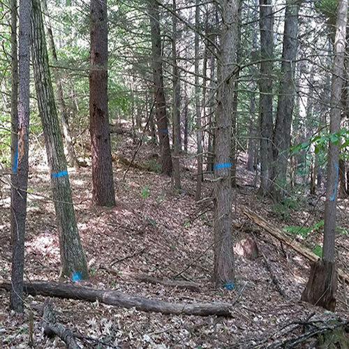 Trees marked with blue paint as part of a planned timber harvest.