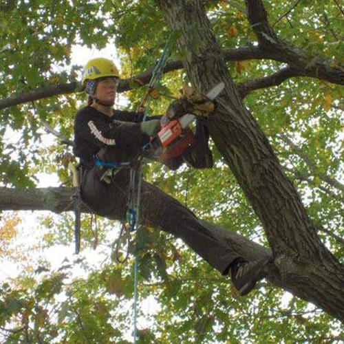 Tree climber cutting a branch with a chainsaw.