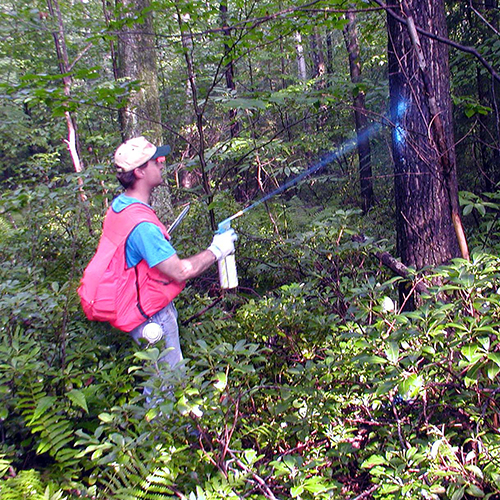 Marking trees in a forest for harvest.