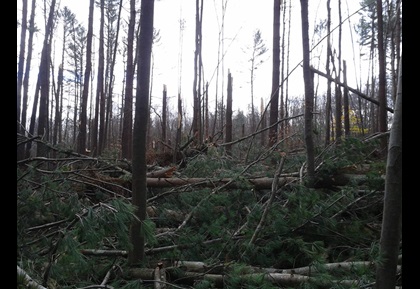 Damage to a stand of pines caused during Superstorm Sandy.