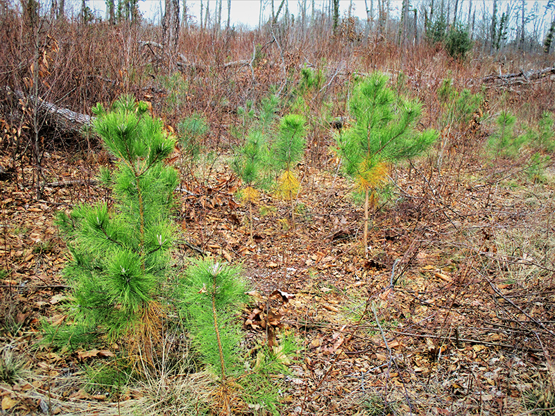 Regeneration of pitch pine trees after conducting forest management.