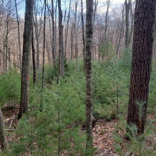 White pine regeneration in CT forest
