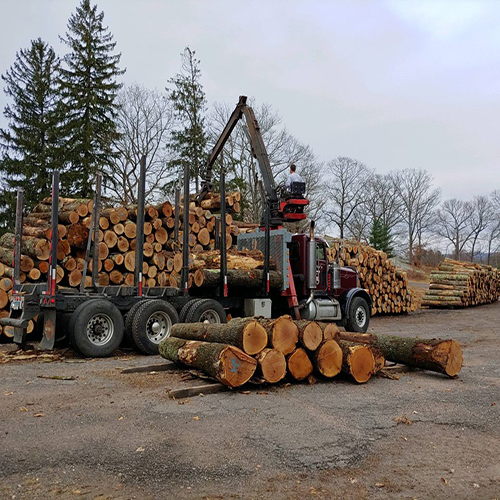 Logs at Portland Sawmill, CT
