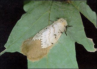 Female spongy moth laying eggs.