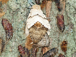Mating spongy moths.