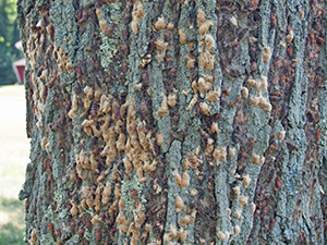 Spongy moth egg masses on a tree trunk.