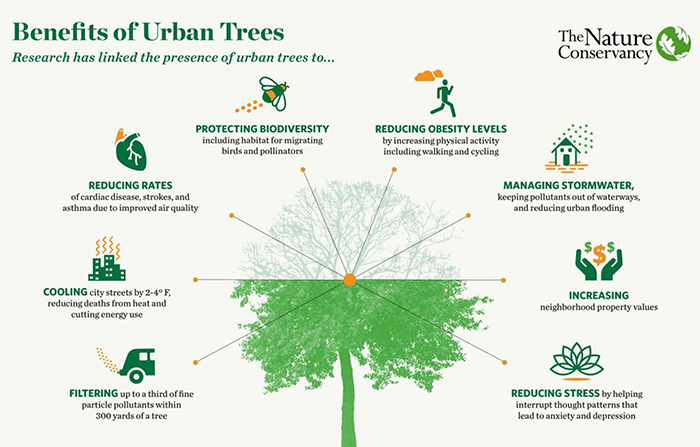 Benefits of Urban Trees 