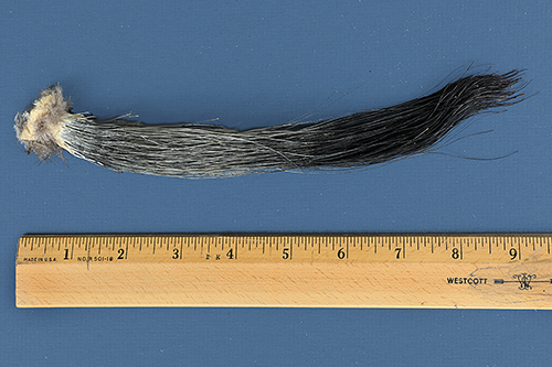 Measurement of beard from an adult male wild turkey.