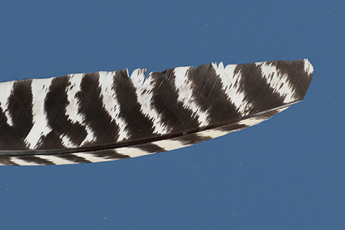 Primary feather from an adult wild turkey showing barring to the tip.