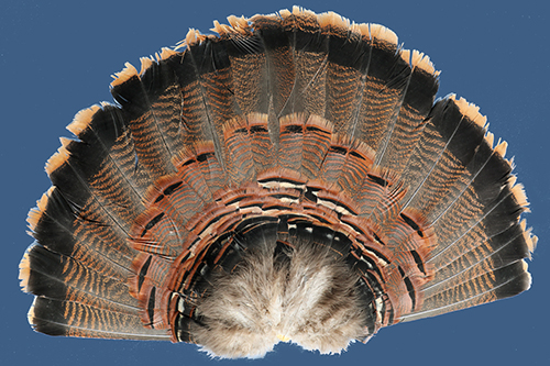 Tail fan from an adult male wild turkey.