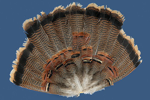 Tail fan from a juvenile male wild turkey.