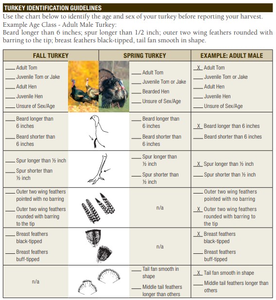 Table demonstrating an example of determining the sex and age of a harvested wild turkey.