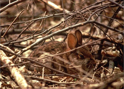 New England cottontail rabbit in the brush.