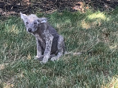 Coyote pup with sarcoptic mange.