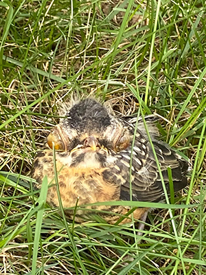 A fledgling bird with swollen eyes showing symptoms of a mysterious bird illness that is being studied.