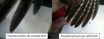 image of adult and juvenile grouse primary feathers