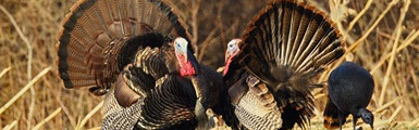 Two turkeys with feathers spread