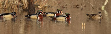 5 Ducks in the water
