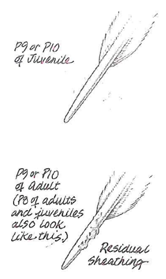 illustration of ruffed grouse quill variations between adult and juvenile birds