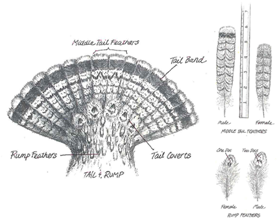 illustration of grouse tail and sexing by feather attributes