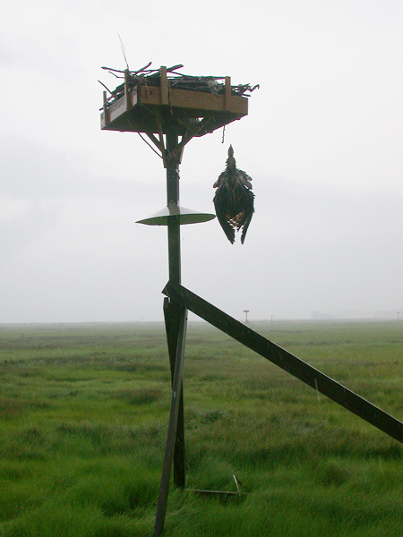 Dead osprey hanging from its nesting platform because it was tangled in fishing line.