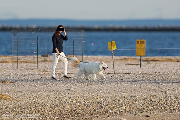 Person walking a dog on a beach in an area marked no dogs.