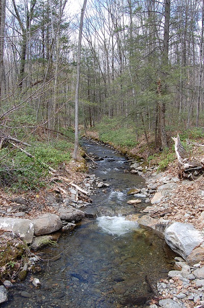 forested coldwater stream