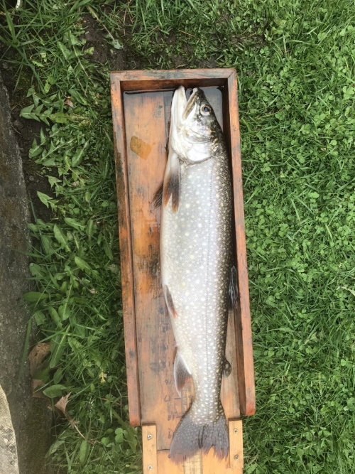 picture of lake trout 