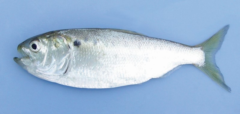 Photo of Menhaden Fish