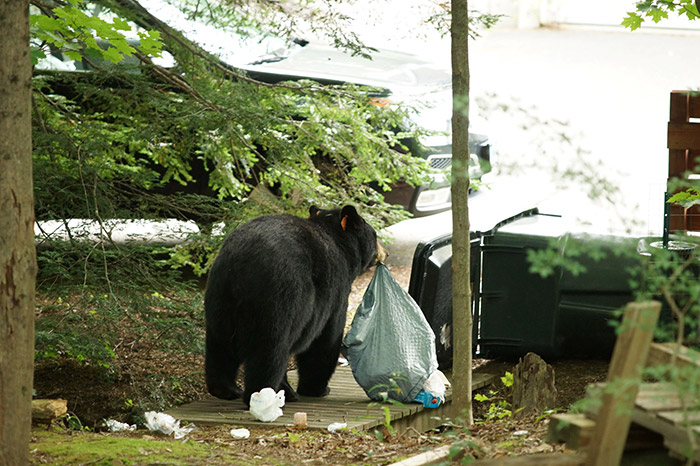 Black Bear with garbage bag in mouth