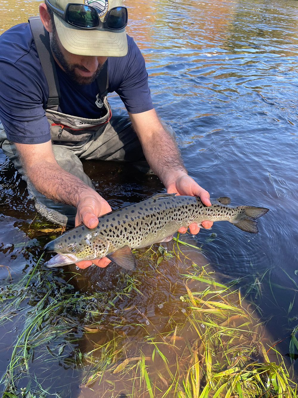 Ct Trout Stocking Schedule 2024 - Carte Btp