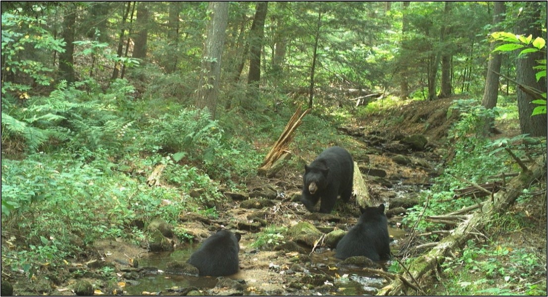 Mother bear and her two cubs cool off in a brook in Connecticut.