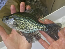 A Black Crappie is held by a Monitoring Group field staff person.