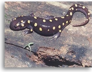spotted salamander
