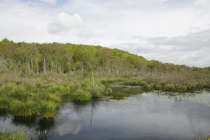 inland wetland image