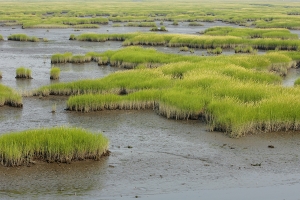 tidal wetlands image