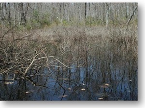 Vernal pool in a shrub and forested landscape