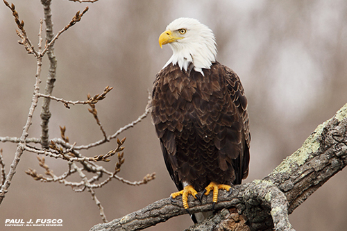 Bald Eagles in Connecticut