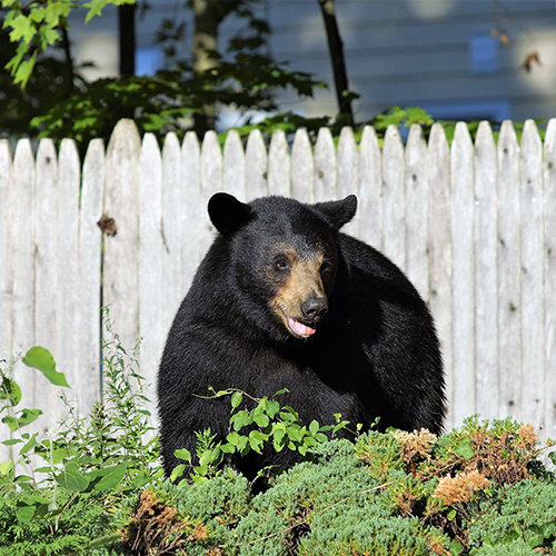 Black bear in a backyard.