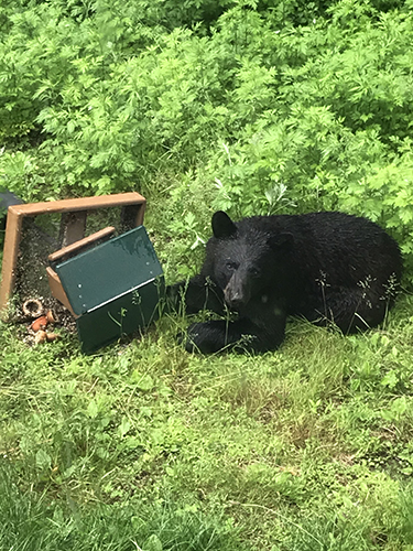 Black bear at a bird feeder.