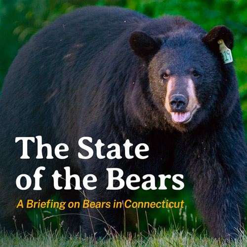 The cover of the State of the Bears report.