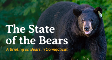 Bear incidents are on the rise in Vermont. What should you do to avoid  them?