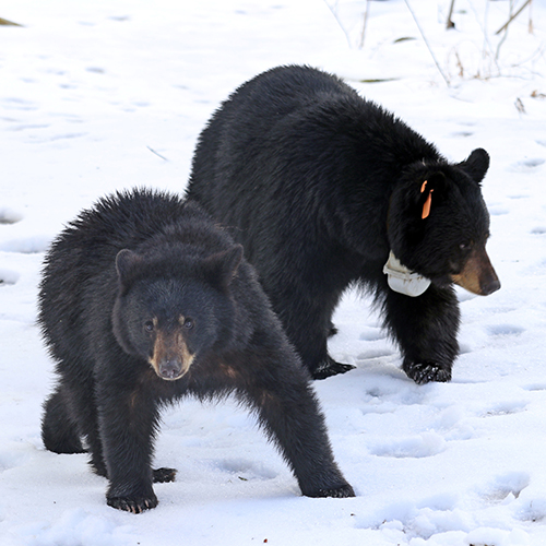 Two bears in the snow. One is wearing a radio collar.