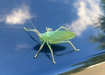 Adult common true katydid.