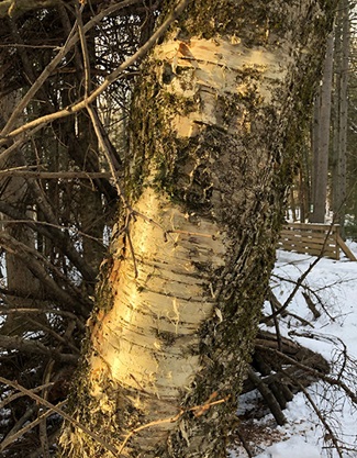 Yellow Birch Bark