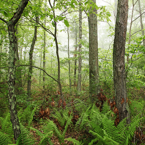 View of a hardwood forest.