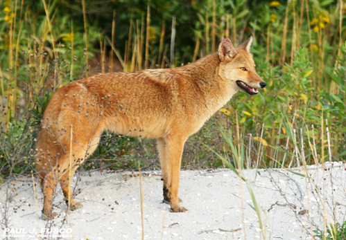 Living With Coyotes