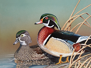 CT Duck Stamp