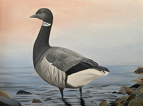 The image for the 2023 Connecticut Duck Stamp, which is a painting of an Atlantic brant by Sophie Archer.