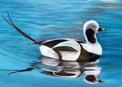 Painting of a long-tailed duck by Sulan Zhang, which won the 2023 Connecticut Junior Duck Stamp Art Contest.